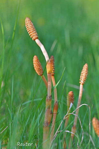 Acker-Schachtelhalm _Equisetum arvense_.jpg